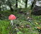 Retezat, Nucșoara, Lolaia, Pietrele  Foto Daniel Guță (35) JPG