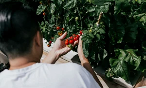CLICK RO priscilla du preez zprIOk vHQE unsplash jpg