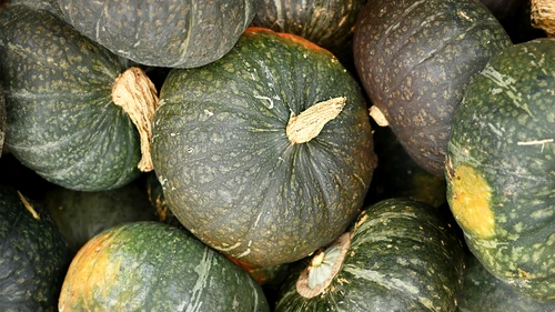 zucca 3 jpg