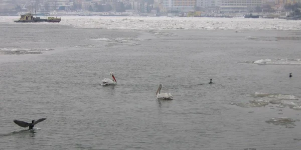 Pelicani în port