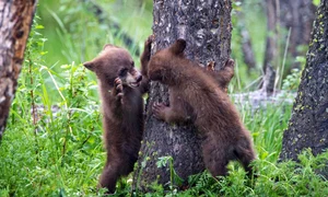 ursi caters peekaboo boo bear 01 jpeg