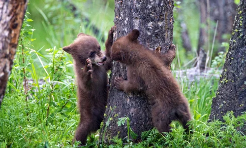 ursi caters peekaboo boo bear 01 jpeg