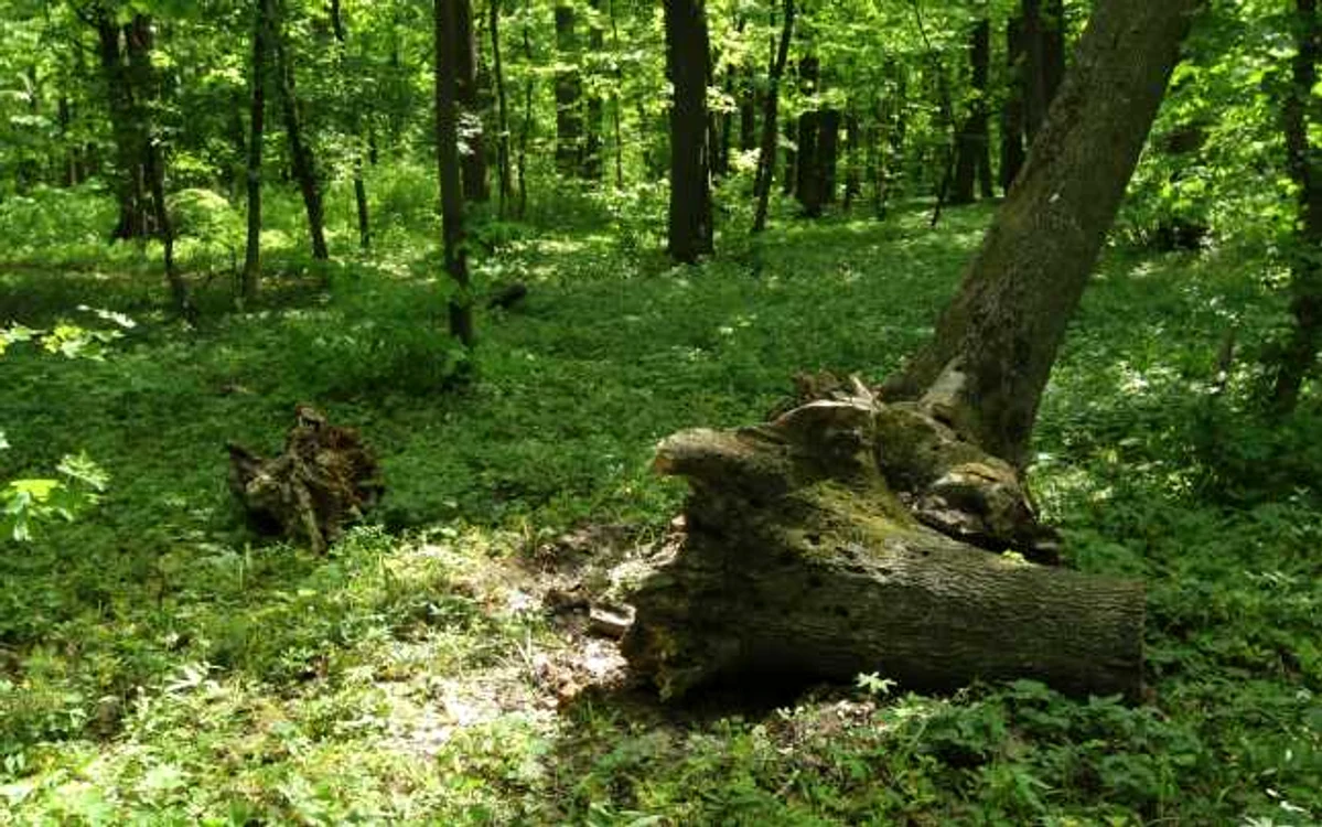 Peste 1.500 de pomi uscaţi vor fi tăiaţi în sectorul 3 al Capitalei. FOTO Dorin Costanda