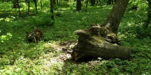 copaci uscati bucuresti
