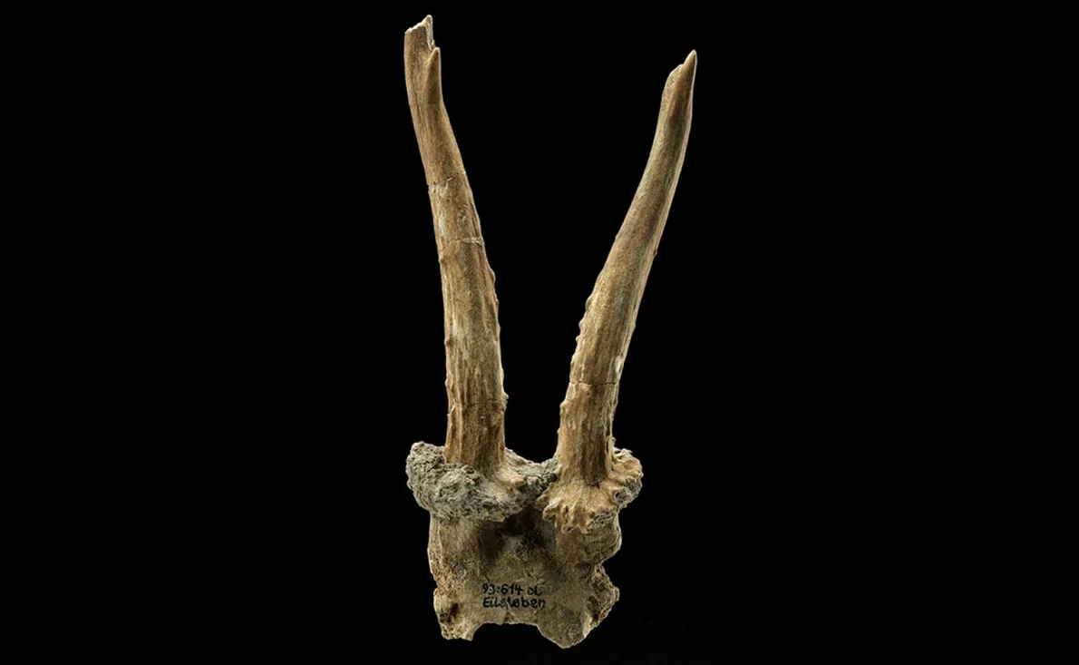 Coif realizat din craniul unui cerb, descoperit pe locul unui sat neolitic (© Landesamt für Denkmalpflege und Archäologie Sachsen-Anhalt, J. Lipták)