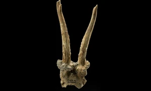 Coif realizat din craniul unui cerb, descoperit pe locul unui sat neolitic (© Landesamt für Denkmalpflege und Archäologie Sachsen-Anhalt, J. Lipták)