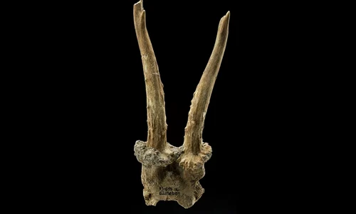 Coif realizat din craniul unui cerb, descoperit pe locul unui sat neolitic (© Landesamt für Denkmalpflege und Archäologie Sachsen-Anhalt, J. Lipták)