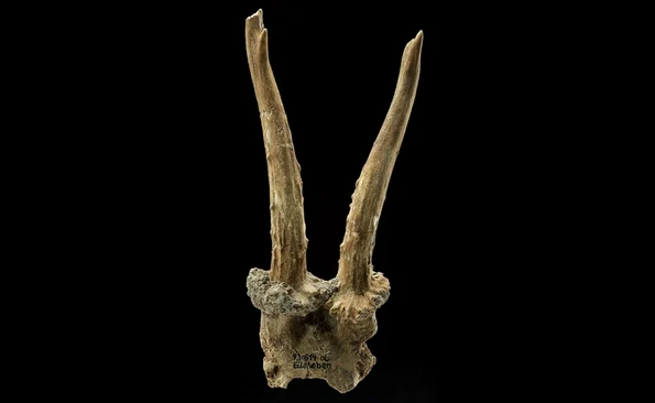 Coif realizat din craniul unui cerb, descoperit pe locul unui sat neolitic (© Landesamt für Denkmalpflege und Archäologie Sachsen-Anhalt, J. Lipták)