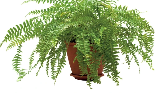 1 66657 original jpg jpeg