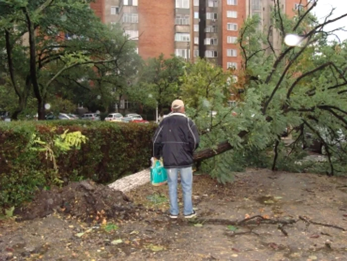 Oradea: Vântul a doborât 60 de copaci pe trei kilometri