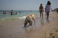 caine, mare, plaja jpeg
