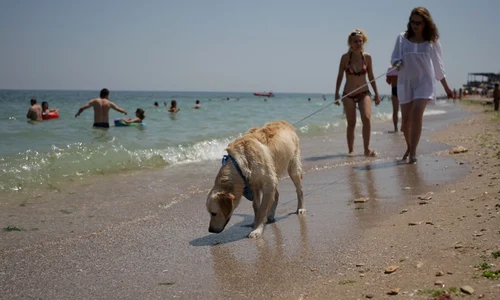 caine, mare, plaja jpeg