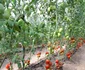 „Grădină dintre vii” din zona Drăgășani Vâlcea Foto Arhivă grădinari Vâlcea
