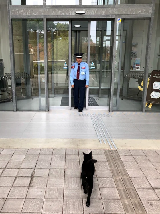 pisici japonia foto twitter muzeul de arta din onomichi