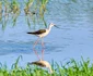 piciorong foto ovidiu optik nature photographer jpg