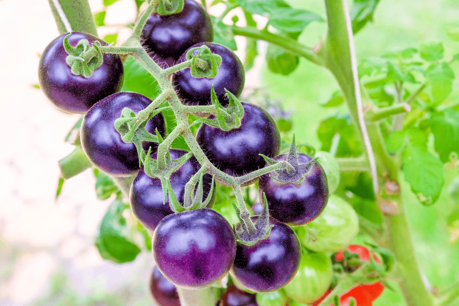 Tomata violet modificată genetic, aprobată în SUA. Care sunt beneficiile acestei legume STUDIU