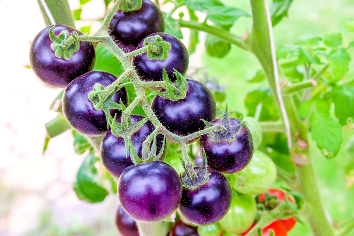 Tomate mov FOTO Shutterstock