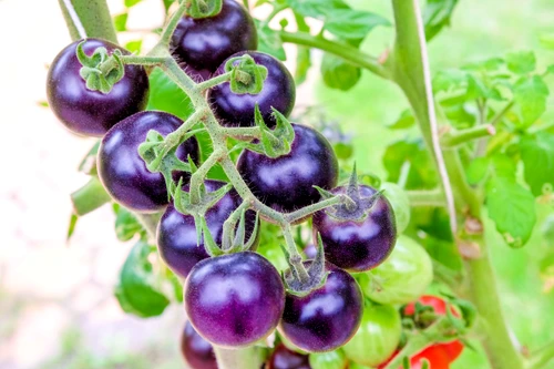 Tomată mov FOTO Shutterstock 