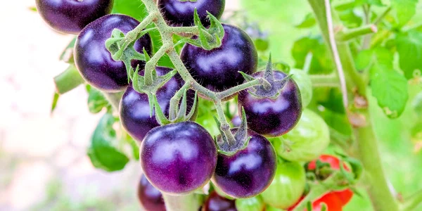 Tomată mov FOTO Shutterstock 
