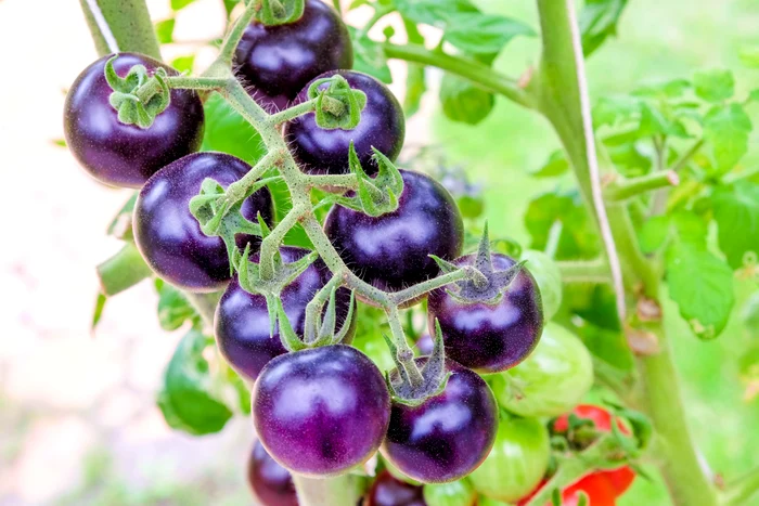 Tomate mov FOTO Shutterstock