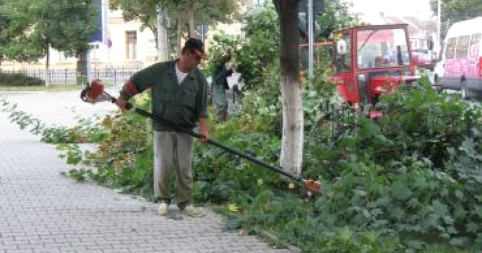 Târgu-Mureş: Copaci tăiaţi pentru a facilita circulaţia auto