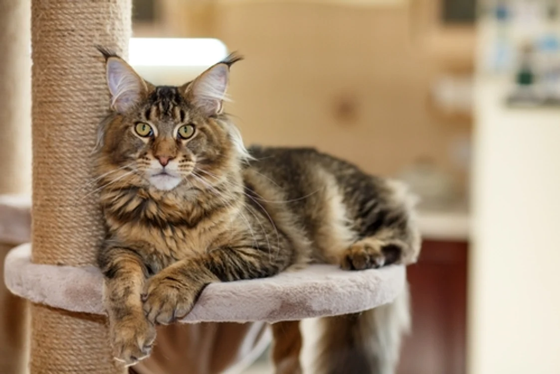 Maine Coon jpg