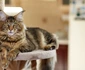 Maine Coon jpg