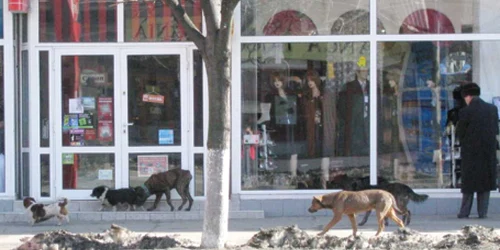 În unele zone, pietonii trebuie să se strecoare în vârful picioarelor pentru a nu deranja „siesta“ patrupedelor