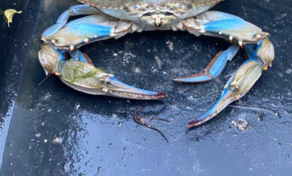 Crabul albastru a fost văzut în Marea Neagră. Carnea sa este foarte gustoasă și poate deveni o potențială resursă alimentară