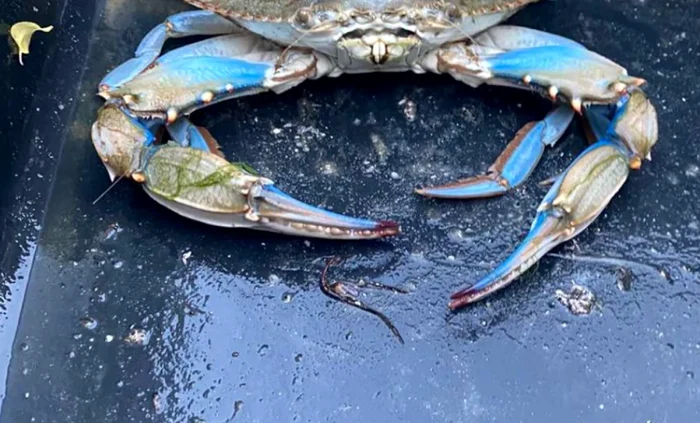 Crab albastru, în Marea Neagră FOTO:  Inspectoratul de Stat de Mediu al Districtului de Sud-Vest