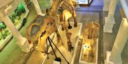 Sala cu mastodontul american, o piesă fosilă reprezentativă a muzeului 