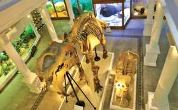 Sala cu mastodontul american, o piesă fosilă reprezentativă a muzeului