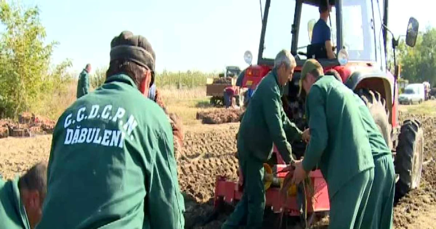 S-au recoltat 20 de tone de cartofi dulci la hectar