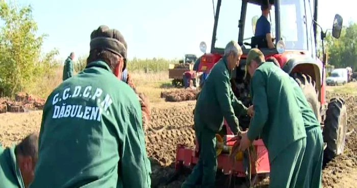 S-au recoltat 20 de tone de cartofi dulci la hectar