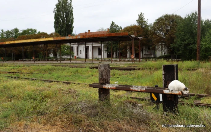 Fără trenuri. Gara din Ștei, pe traseul căii ferate Oradea - Vașcău. Foto Daniel Guță