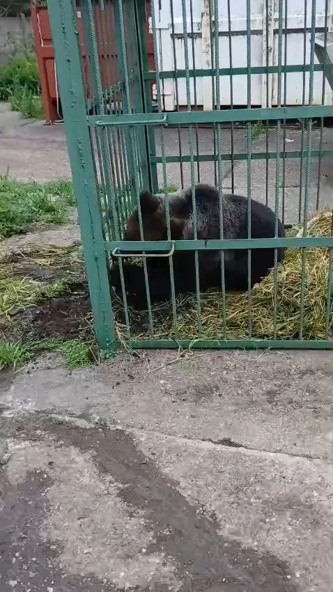 Urs brun, capturat în curtea Școlii de Poliție din Câmpina, într-o cușcă specială. Animalul va fi relocat de autorități