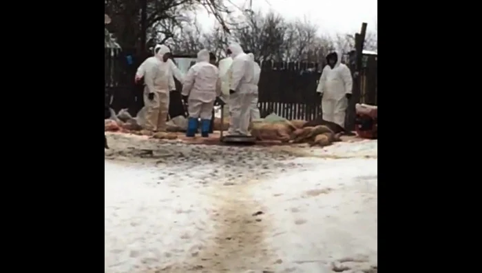 Porci sacrificați în România pestă porcină africană FOTO Arhivă