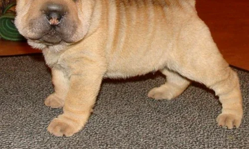 Sharpei jpeg