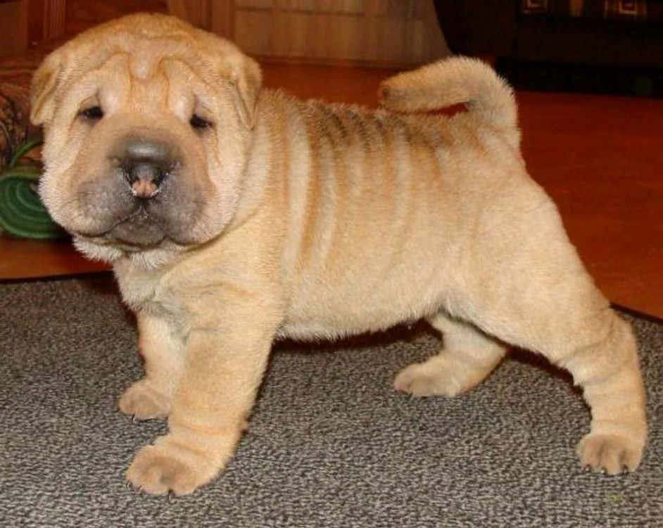 Sharpei