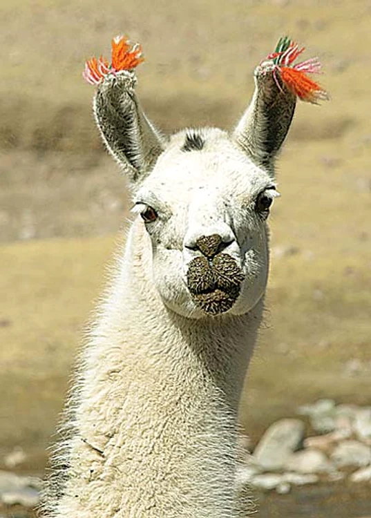 "Beee! Dacă vă prinde ţapul meu, ciur vă face!" (Fotografii: Shutterstock / Reuters)