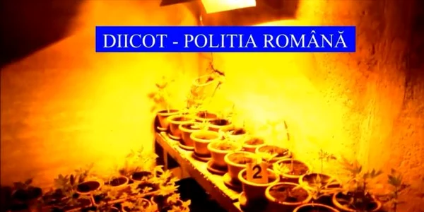 cannabis slatina
