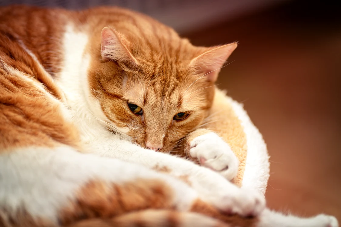 1 cat house cat red white relaxed hangover 1606125 pxhere com jpg jpeg
