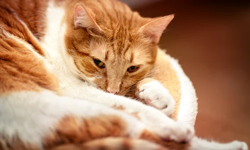 1 cat house cat red white relaxed hangover 1606125 pxhere com jpg jpeg