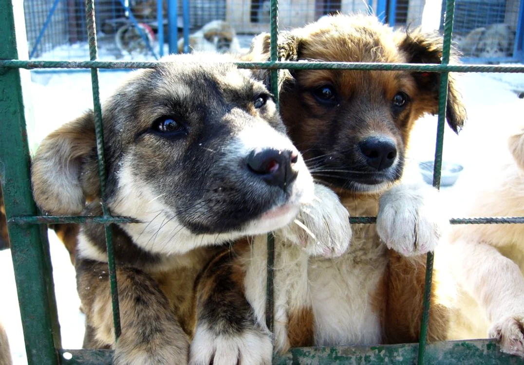 Câinii comunitari necesită cheltuieli mari