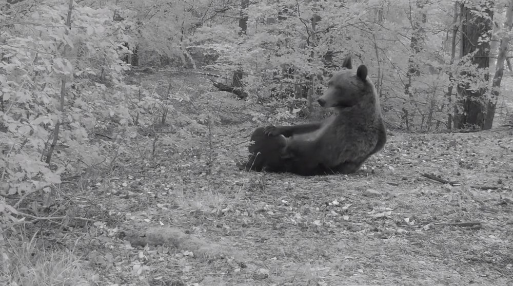 Imagini amuzante cu un urs în pădurile Vrancei. „Ignoră complet camera și ne face o mică demonstrație”