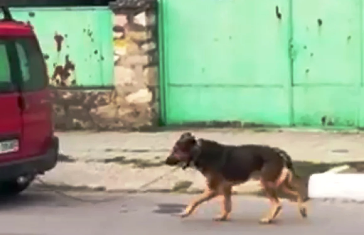 caine tras de masina