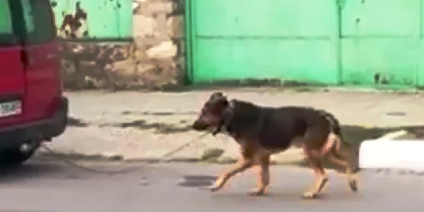 caine tras de masina