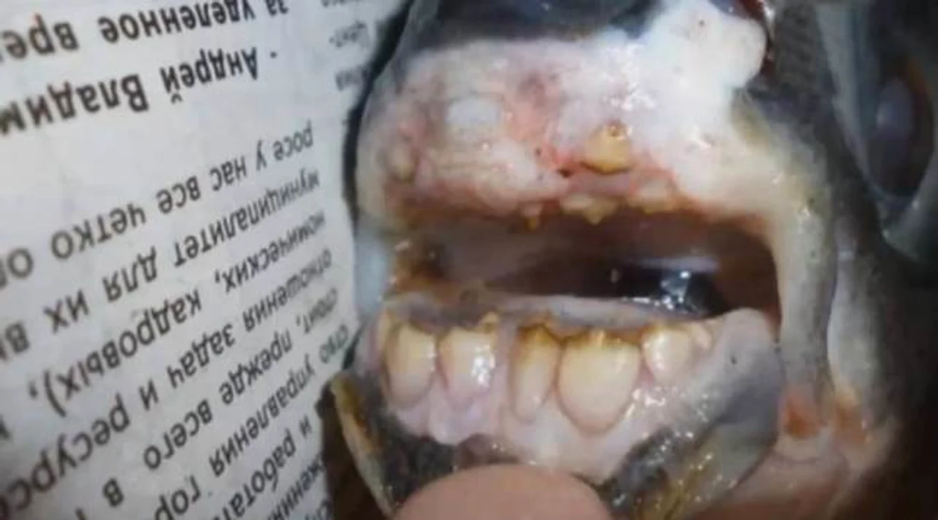 Peştele are dinţi care seamănă cu cei umani