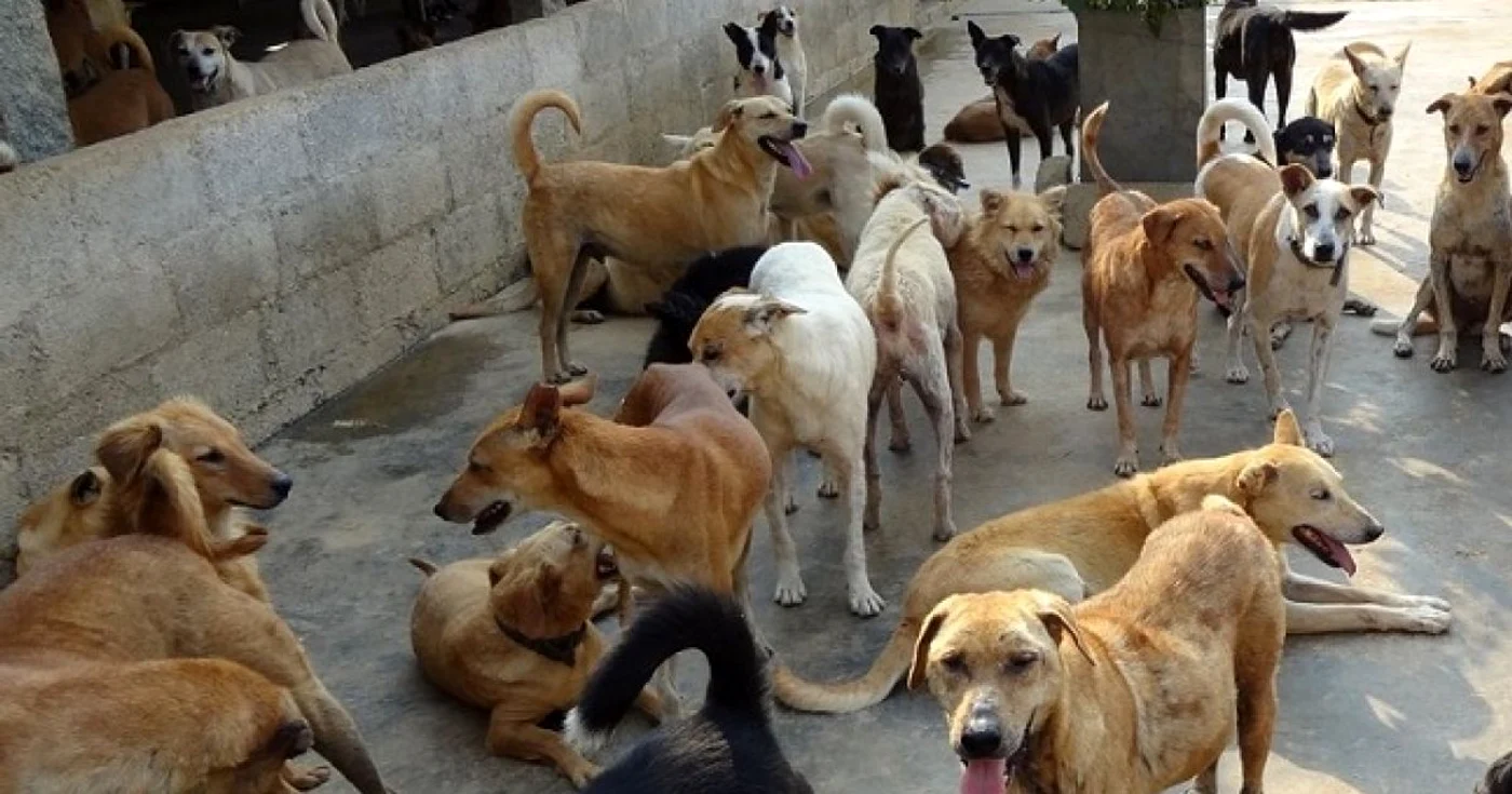IMunicipalitatea vrea extinderea programului de adopţii FOTO Arhiva Adevărul