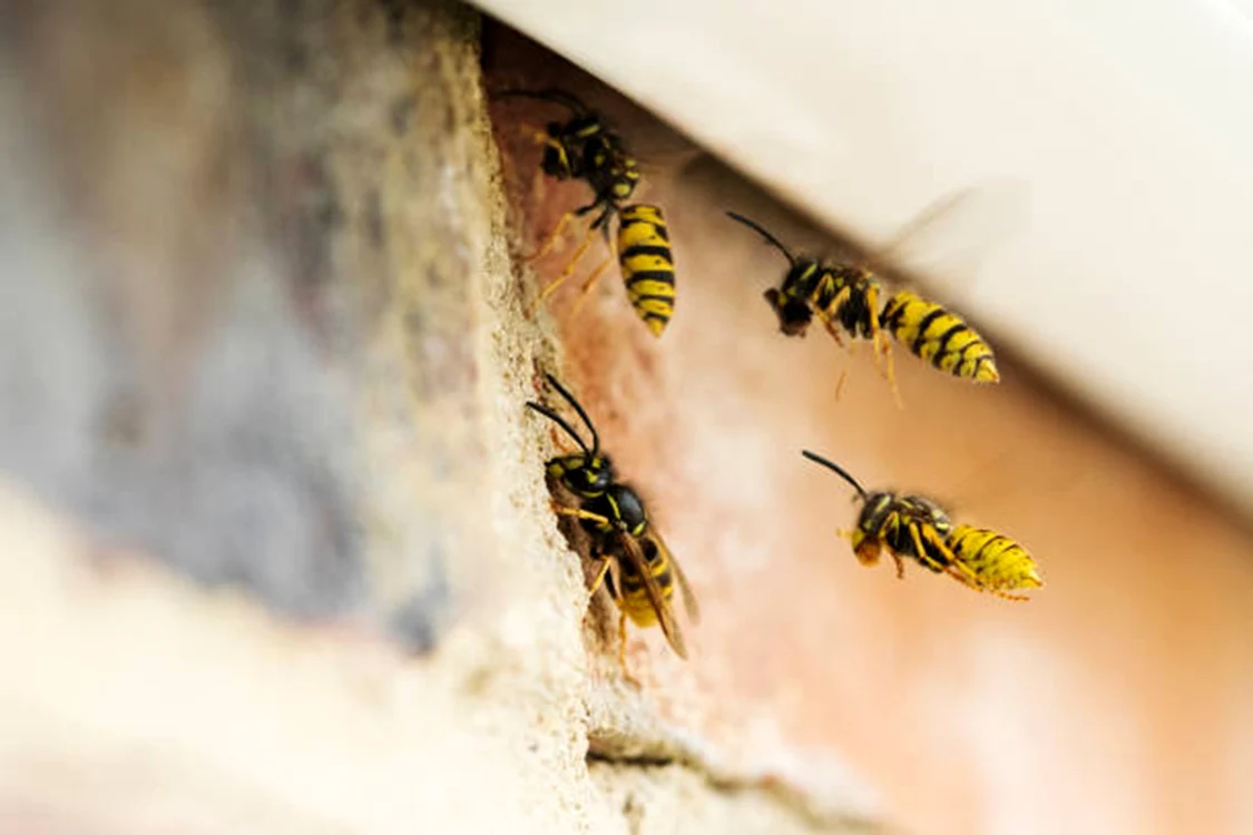 Acest truc poate ține viespile la distanță / foto: IStock